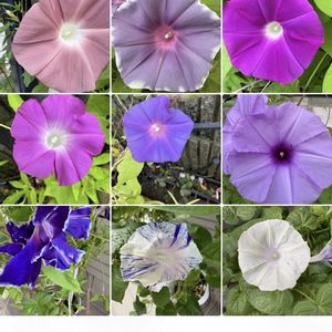 朝顔,朝顔,朝顔 紺条斑点絞り,朝顔 紺条斑点絞り,朝顔 八房の画像