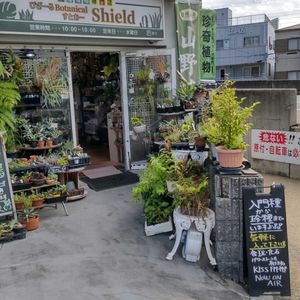 多肉植物,ウラボシ科,ビカクシダ属,食中植物,塊根の画像