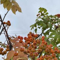 ナナカマド,野の花,今日の１枚,ほんとうの空のある福島,花のあるくらしの画像