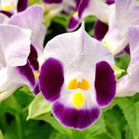 観葉植物,はなはな,花のある暮らし,花の写真,花のある生活の画像