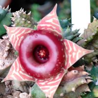 多肉植物,観葉植物,はなはな,多肉植物とサボテン,ガガイモ科の画像