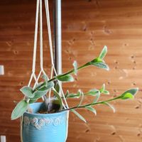 緑のある暮らし,キュンキュン乙女倶楽部,可愛いお花♪,おうち園芸,乙女色クラブの画像