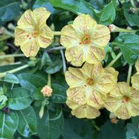 オシロイバナ,オシロイバナ,黄色い花,散歩道の花の画像