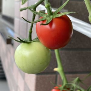 グリーン,レッド,マンション,ベランダの画像