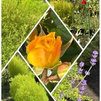 コキア,チェリーセージ,ラベンダー,薔薇,庭の画像