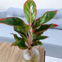 アグラオネマ,観葉植物,スタンダードプロダクツの画像
