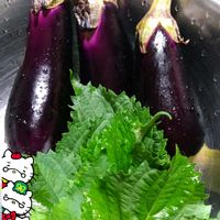 青紫蘇,茄子,プランター栽培,茄子の栽培,青紫蘇の栽培の画像