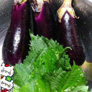 青紫蘇,茄子,プランター栽培,茄子の栽培,青紫蘇の栽培の画像