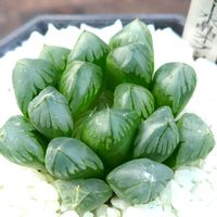 ハオルチア,ハオルチア オブツーサ,多肉植物,ハオルチア属,多肉大好きの画像