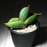 サンスベリア,サンセべリア,サンスベリア バナナ,サンスベリア エーレンベルギー バナナ,観葉植物の画像