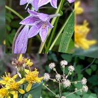 アキノキリンソウ,ギボウシ,ウド,大好き,山野草の画像