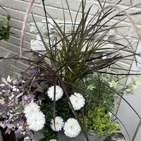 パープルファウンテングラス,八重咲きアスター,エンジェルリング,白い花,植物のある暮らしの画像