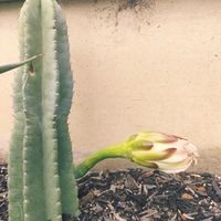 サボテン,柱サボテン,観葉植物,みどりのある暮らし,みどりに癒されるの画像