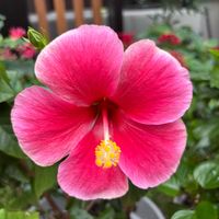 鉢植え,花壇,ガーデニング,ご近所さん,2026スタートの画像