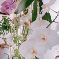 胡蝶蘭,ガーデニング,着生ラン,花のある暮らし,小さな幸せ♡の画像