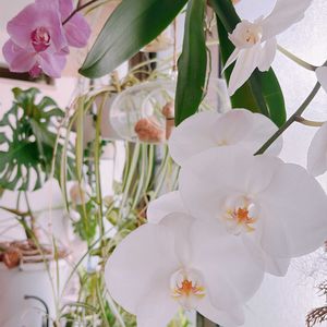 胡蝶蘭,ガーデニング,着生ラン,花のある暮らし,小さな幸せ♡の画像