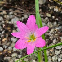 タマスダレ,フジ,ランタナ,ヒノキ,タラノキの画像