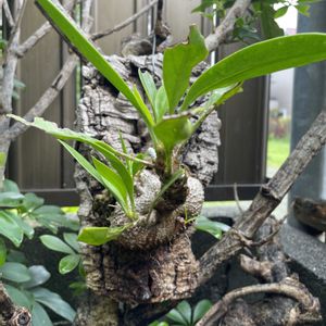 ミルメコディア ベッカリー,なまえがわかりません,花芽,アリ植物,雨続きの画像