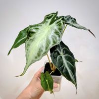 アロカシア　ヴェノム,観葉植物,毒々しい植物,熱帯植物,サトイモ 科の画像