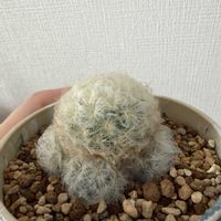 サボテン,白星,白星,パキポディウム,パキポディウムの画像