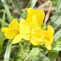 マツヨイグサ,今日の花,岐阜県,マツヨイグサ属,多肉男子の画像
