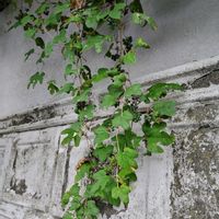 ノブドウの画像