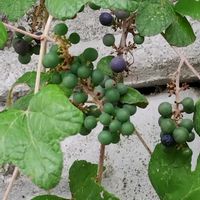ノブドウの画像