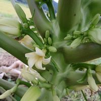 パパイア,家庭菜園の画像