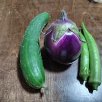 オクラ,キュウリ,ナス,丸オクラ,きゅうりの画像