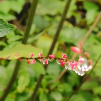 チェリーセージ,ライスフラワー,水引（みずひき）,雨粒,我が家の庭の画像