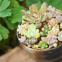 女雛,黒兎耳,多肉植物,多肉寄せ植え,植中毒の画像