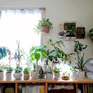 観葉植物いろいろ,寄せ植え,観葉植物,成長記録,お気に入り♡の画像