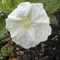 オシロイバナ,いつもありがとう♡,GSのみなさんに感謝♡,復興祈願,キュンキュン乙女倶楽部の画像