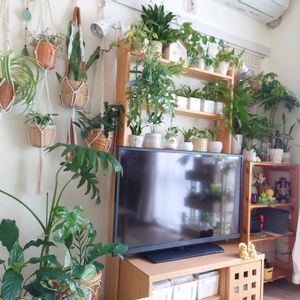 観葉植物いろいろ,観葉植物,成長記録,お気に入り♡,マクラメハンギングの画像