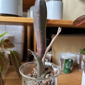ビルベルギア,ビルベルギア,観葉植物,ハイドロカルチャー,パイナップル科の画像