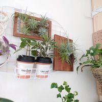 観葉植物いろいろ,エアプランツ,観葉植物,成長記録,壁掛けの画像
