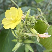 オシロイバナ,メマツヨイグサ,メマツヨイグサの実,今日のお花,今朝のウォーキングの画像