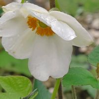 撫子(なでしこ),シュウメイギク（秋明菊）,こぼれ種のアサガオ,グリーンカーテン,我が家の庭の画像