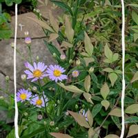 シオン,ナンテン,ガーデニング,花のある暮らし,小さな庭の画像