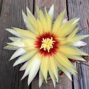 サボテン,セティスピヌス,多肉植物,鉢植え,ダイソーの画像