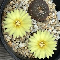サボテン,士童,サボテン科,サボテンの花,黄色の花の画像