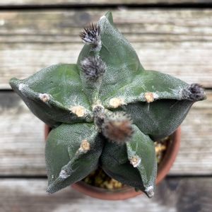 サボテン,鸞鳳玉,アストロフィツム複隆鸞鳳玉,多肉植物,鉢植えの画像