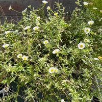 イチゴ,ミニトマト,斑入り,エリゲロン,好きな花の画像