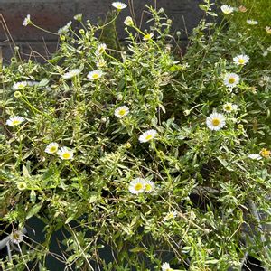 イチゴ,ミニトマト,斑入り,エリゲロン,好きな花の画像