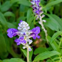 ブルーサルビア,花散歩,花のある暮らし,植物のある暮らし,植中毒の画像