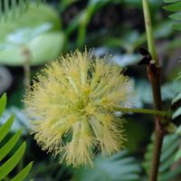 エバーフレッシュ,エバーフレッシュの蜜,エバーフレッシュの花,エバーフレッシュ 新芽,エバーフレッシュの蕾の画像