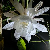 月下美人,いい香り,綺麗,可愛い❤,私の癒し♡の画像