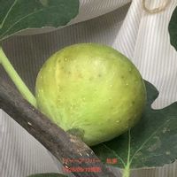 イチジク,いちじく,室内栽培,鉢栽培,2年生の画像