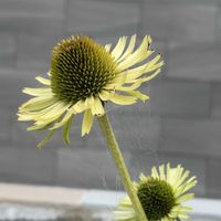 オシロイバナ,エキナセア・グリーンジュエル,アルブカスピラリス フリズルシズル,サンパラソル・アプリコット,玄関アプローチの画像