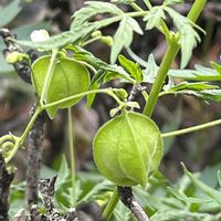 フウセンカズラ,地植え,花のある暮らし,綺麗,綺麗な色の画像